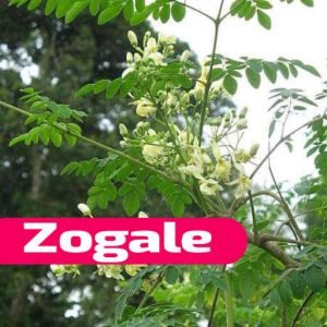 Zogale