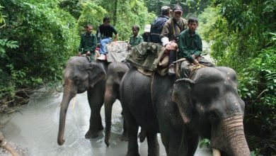 Manas-National-Park-Assam