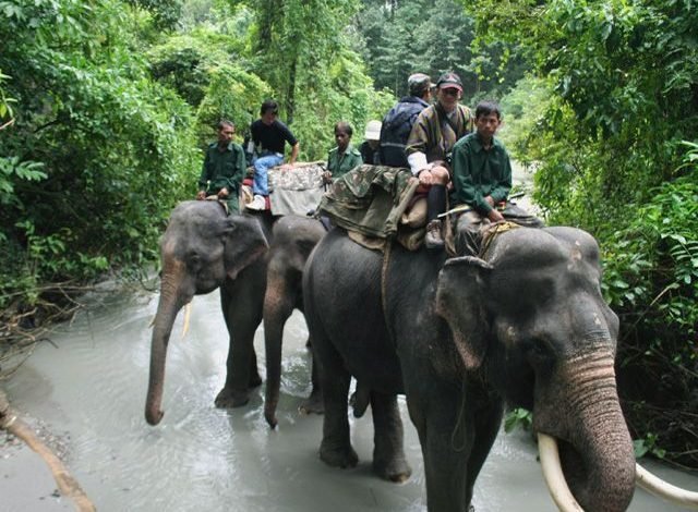Manas-National-Park-Assam