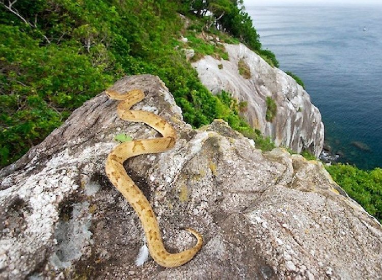 Tsibirin Snake mai ban tsoro, Brazil